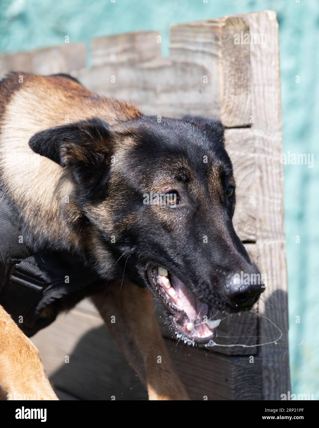 Bellissimo cane aggressivo e arrabbiato, il pastore belga Malinois prende i vestiti del criminale. Addestramento per cani di servizio. Il cane morde i vestiti. Attacco arrabbiato. Denti malvagi dentro Foto Stock