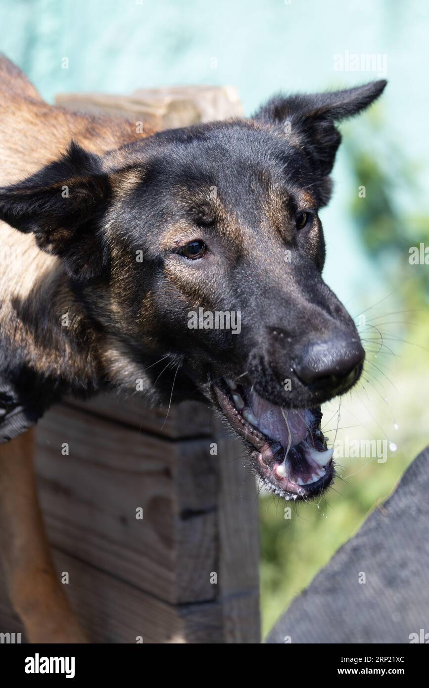 Bellissimo cane aggressivo e arrabbiato, il pastore belga Malinois prende i vestiti del criminale. Addestramento per cani di servizio. Il cane morde i vestiti. Attacco arrabbiato. Denti malvagi dentro Foto Stock