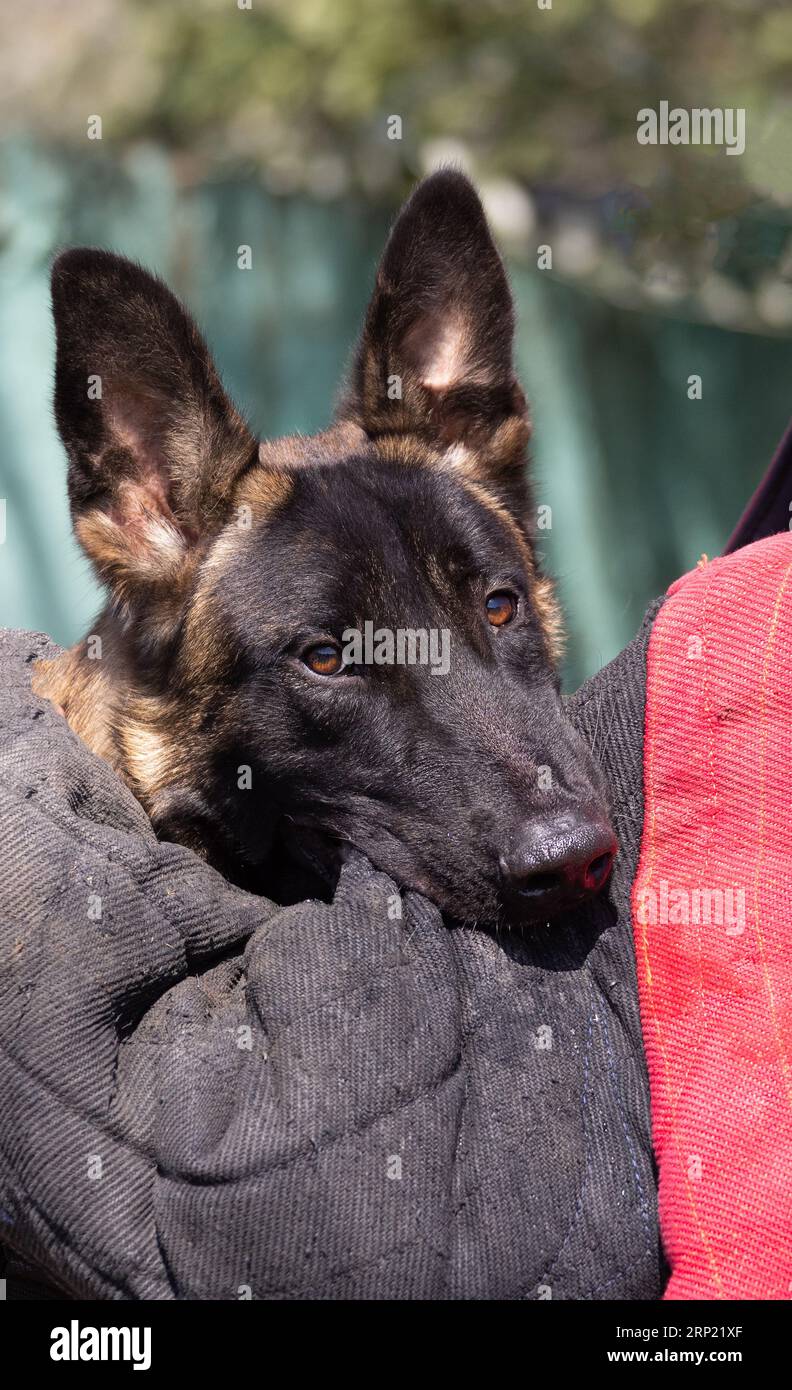 Bellissimo cane aggressivo e arrabbiato, il pastore belga Malinois prende i vestiti del criminale. Addestramento per cani di servizio. Il cane morde i vestiti. Attacco arrabbiato. Denti malvagi dentro Foto Stock