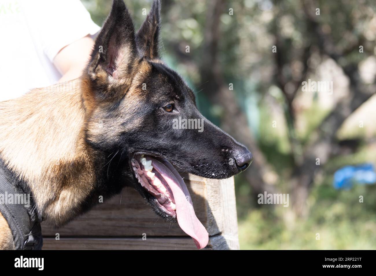 Bellissimo cane aggressivo e arrabbiato, il pastore belga Malinois prende i vestiti del criminale. Addestramento per cani di servizio. Il cane morde i vestiti. Attacco arrabbiato. Denti malvagi dentro Foto Stock