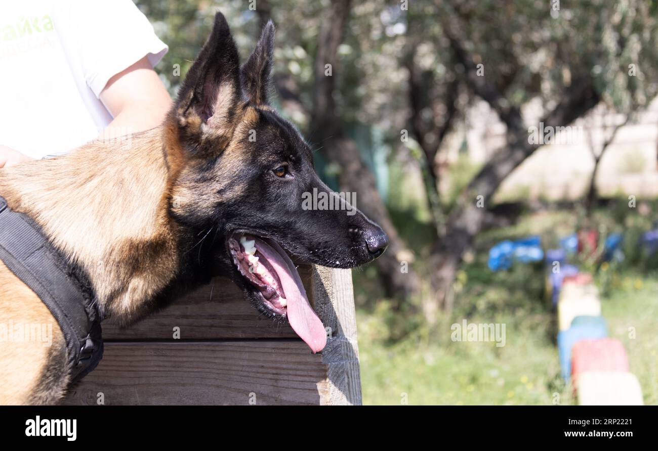 Bellissimo cane aggressivo e arrabbiato, il pastore belga Malinois prende i vestiti del criminale. Addestramento per cani di servizio. Il cane morde i vestiti. Attacco arrabbiato. Denti malvagi dentro Foto Stock