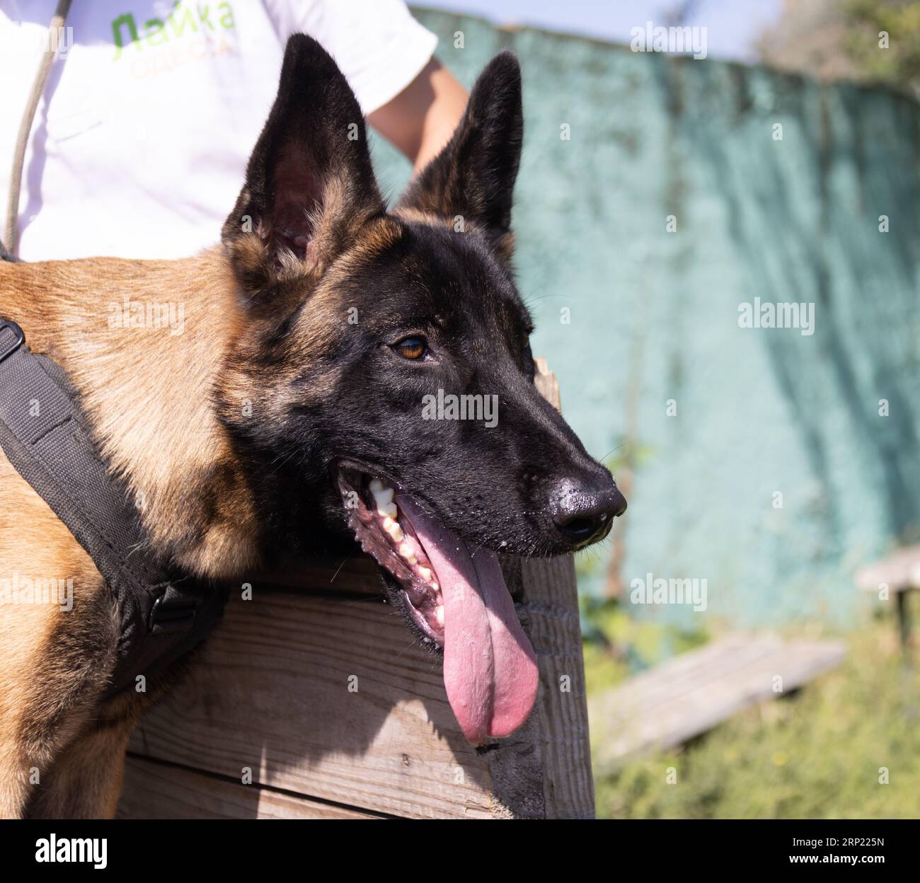 Bellissimo cane aggressivo e arrabbiato, il pastore belga Malinois prende i vestiti del criminale. Addestramento per cani di servizio. Il cane morde i vestiti. Attacco arrabbiato. Denti malvagi dentro Foto Stock