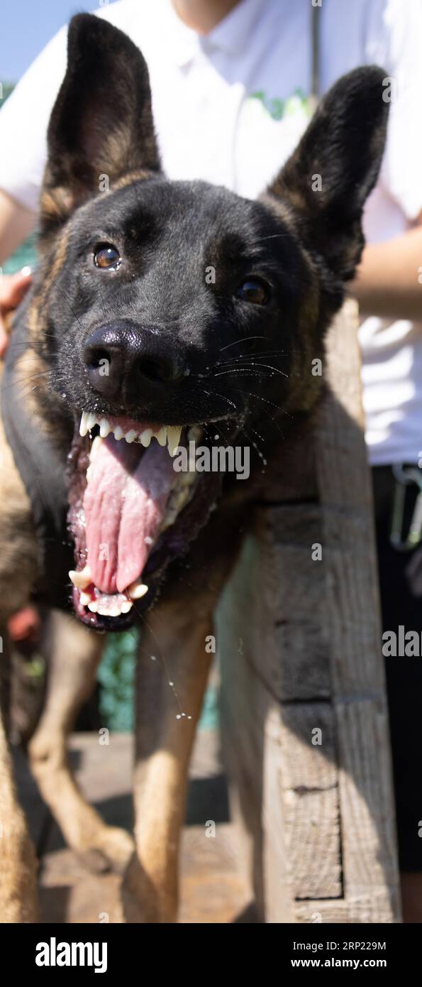 Bellissimo cane aggressivo e arrabbiato, il pastore belga Malinois prende i vestiti del criminale. Addestramento per cani di servizio. Il cane morde i vestiti. Attacco arrabbiato. Denti malvagi dentro Foto Stock