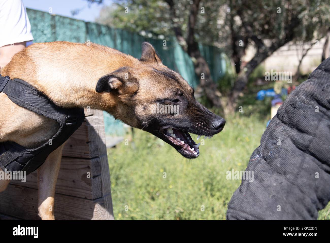 Bellissimo cane aggressivo e arrabbiato, il pastore belga Malinois prende i vestiti del criminale. Addestramento per cani di servizio. Il cane morde i vestiti. Attacco arrabbiato. Denti malvagi dentro Foto Stock