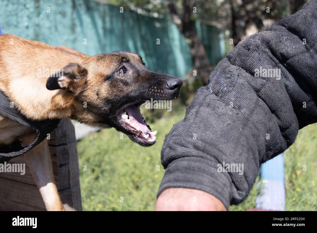 Bellissimo cane aggressivo e arrabbiato, il pastore belga Malinois prende i vestiti del criminale. Addestramento per cani di servizio. Il cane morde i vestiti. Attacco arrabbiato. Denti malvagi dentro Foto Stock
