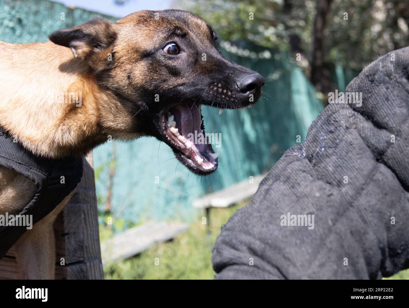 Bellissimo cane aggressivo e arrabbiato, il pastore belga Malinois prende i vestiti del criminale. Addestramento per cani di servizio. Il cane morde i vestiti. Attacco arrabbiato. Denti malvagi dentro Foto Stock