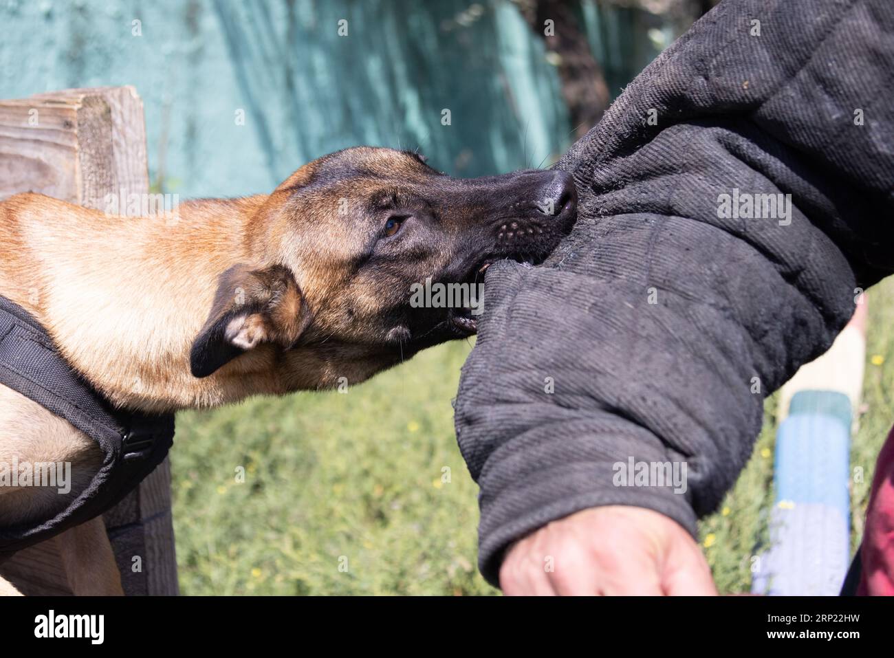 Bellissimo cane aggressivo e arrabbiato, il pastore belga Malinois prende i vestiti del criminale. Addestramento per cani di servizio. Il cane morde i vestiti. Attacco arrabbiato. Denti malvagi dentro Foto Stock
