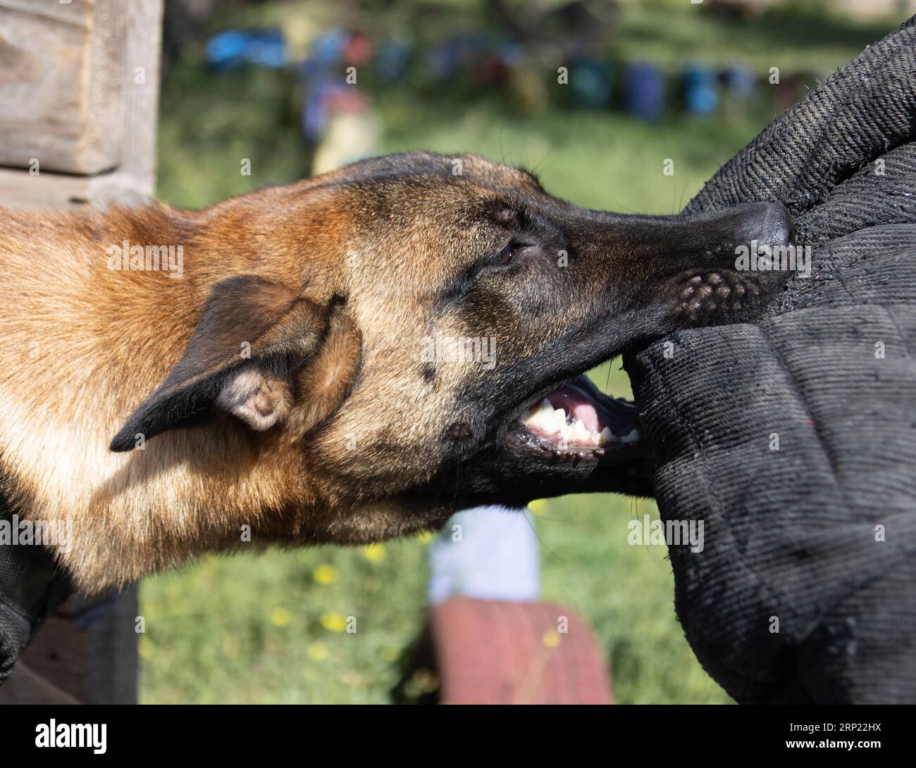 Bellissimo cane aggressivo e arrabbiato, il pastore belga Malinois prende i vestiti del criminale. Addestramento per cani di servizio. Il cane morde i vestiti. Attacco arrabbiato. Denti malvagi dentro Foto Stock