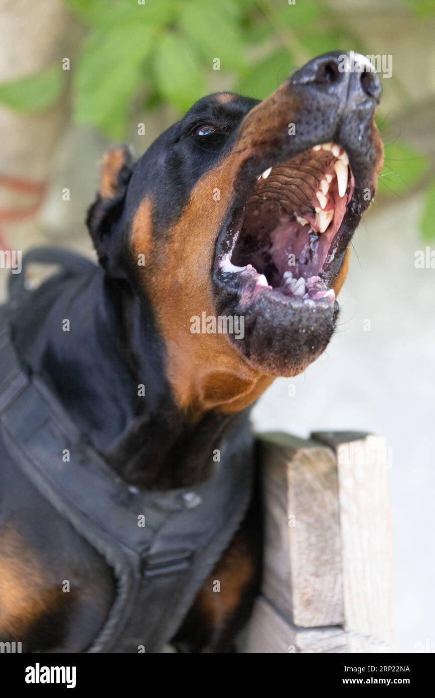 Il cane aggressivo e arrabbiato Doberman Pinscher afferra i vestiti del criminale. Formazione per l'assistenza. Morde i vestiti. Denti malvagi, Doberman Pinscher grin. La rabbia attacca il male Foto Stock