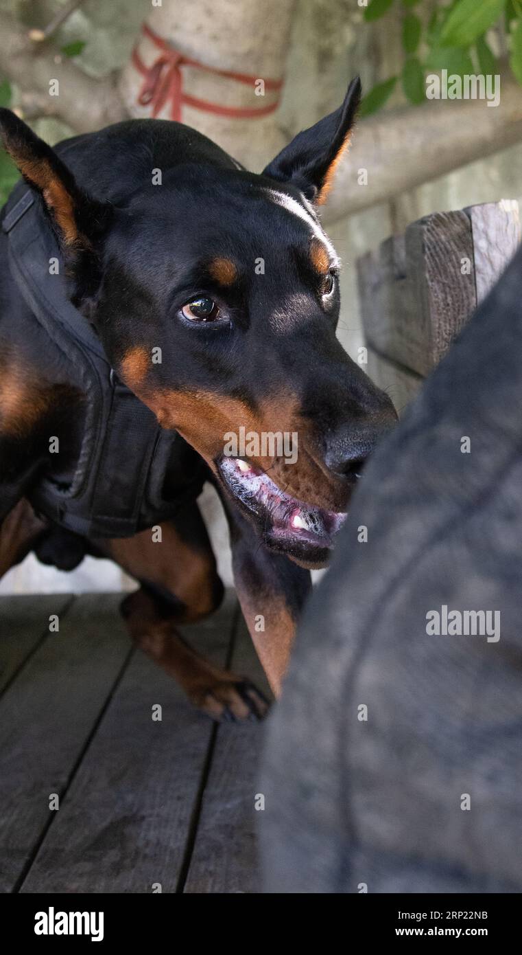 Il cane aggressivo e arrabbiato Doberman Pinscher afferra i vestiti del criminale. Formazione per l'assistenza. Morde i vestiti. Denti malvagi, Doberman Pinscher grin. La rabbia attacca il male Foto Stock