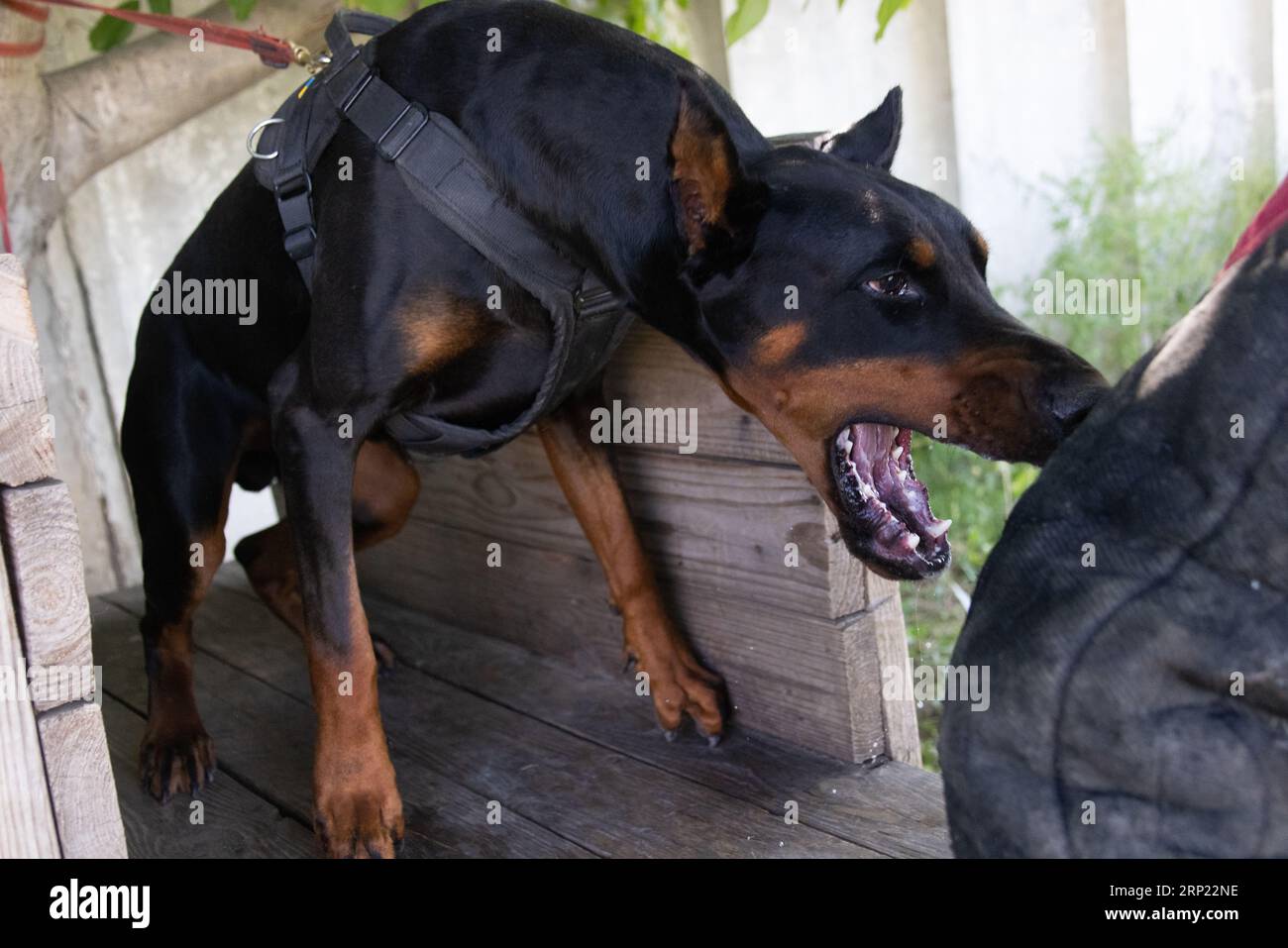 Il cane aggressivo e arrabbiato Doberman Pinscher afferra i vestiti del criminale. Formazione per l'assistenza. Morde i vestiti. Denti malvagi, Doberman Pinscher grin. La rabbia attacca il male Foto Stock