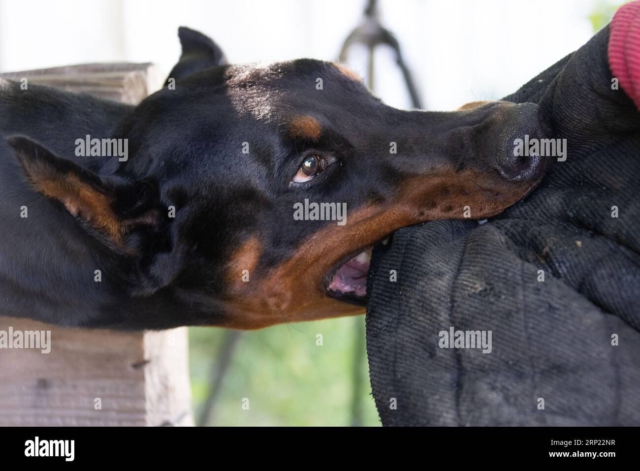 Il cane aggressivo e arrabbiato Doberman Pinscher afferra i vestiti del criminale. Formazione per l'assistenza. Morde i vestiti. Denti malvagi, Doberman Pinscher grin. La rabbia attacca il male Foto Stock