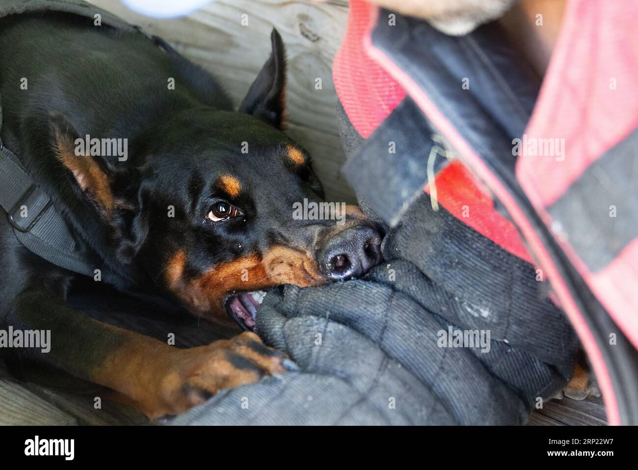 Il cane aggressivo e arrabbiato Doberman Pinscher afferra i vestiti del criminale. Formazione per l'assistenza. Morde i vestiti. Denti malvagi, Doberman Pinscher grin. La rabbia attacca il male Foto Stock