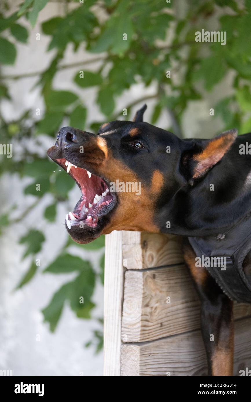 Il cane aggressivo e arrabbiato Doberman Pinscher afferra i vestiti del criminale. Formazione per l'assistenza. Morde i vestiti. Denti malvagi, Doberman Pinscher grin. La rabbia attacca il male Foto Stock