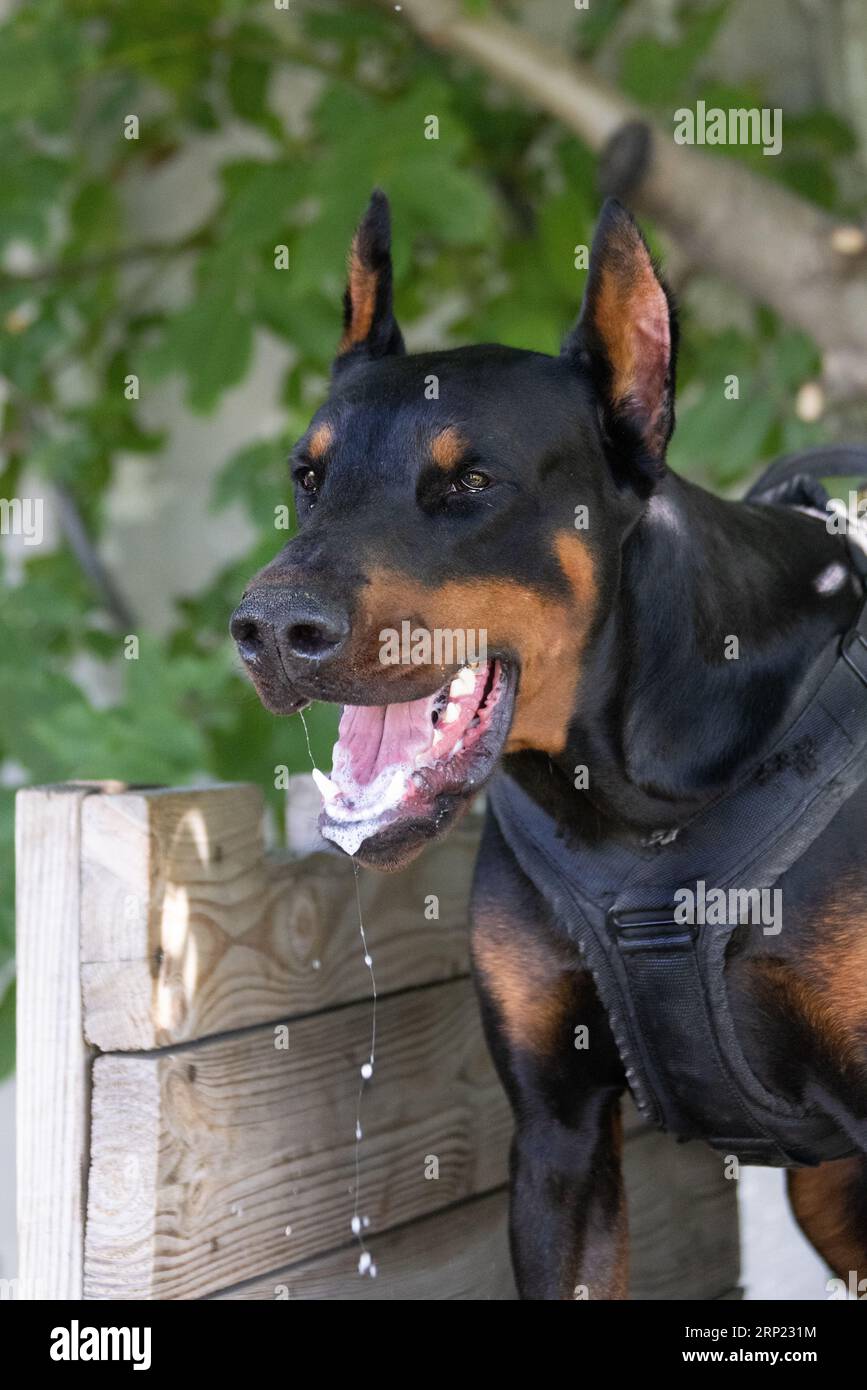 Il cane aggressivo e arrabbiato Doberman Pinscher afferra i vestiti del criminale. Formazione per l'assistenza. Morde i vestiti. Denti malvagi, Doberman Pinscher grin. La rabbia attacca il male Foto Stock