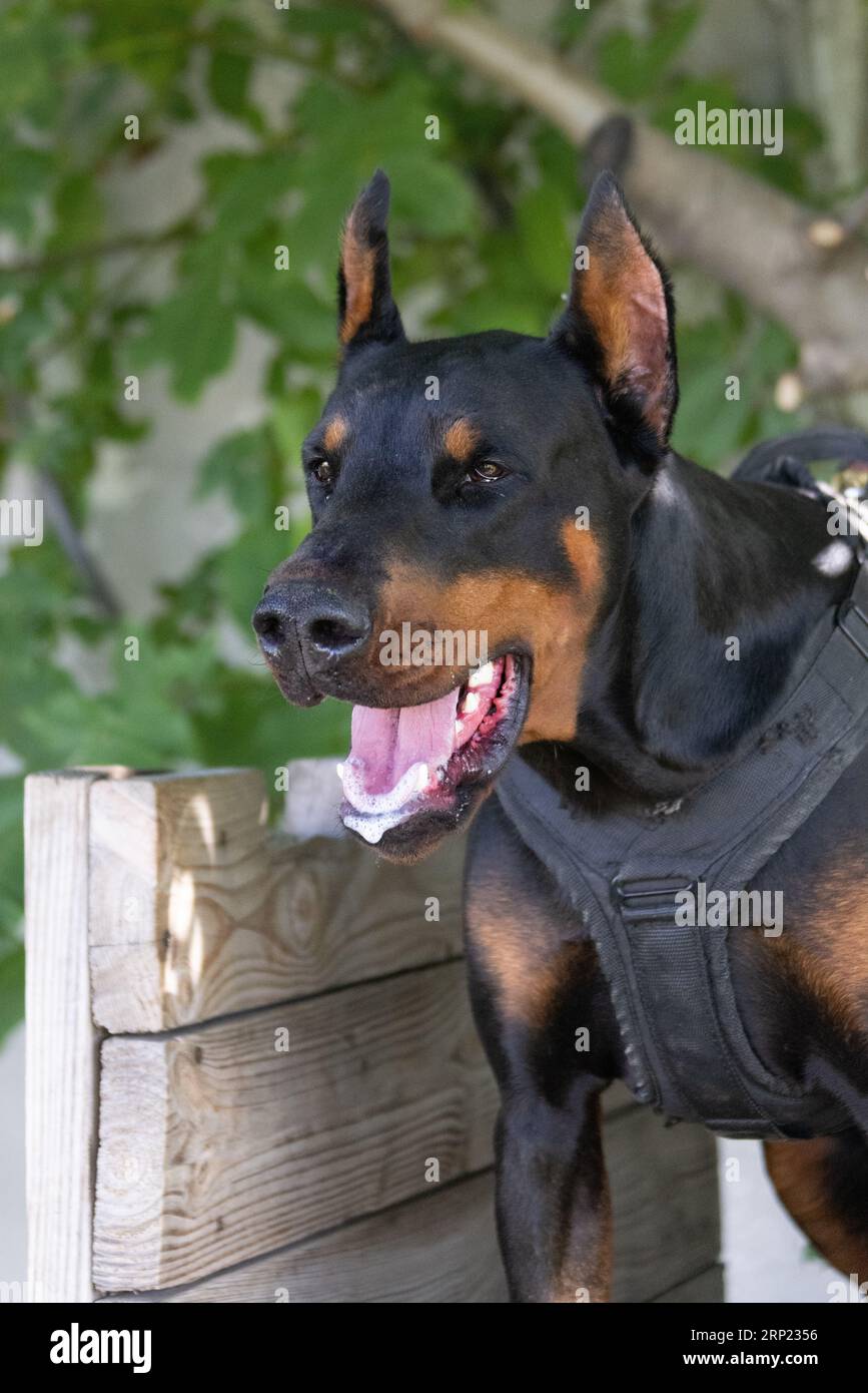 Il cane aggressivo e arrabbiato Doberman Pinscher afferra i vestiti del criminale. Formazione per l'assistenza. Morde i vestiti. Denti malvagi, Doberman Pinscher grin. La rabbia attacca il male Foto Stock