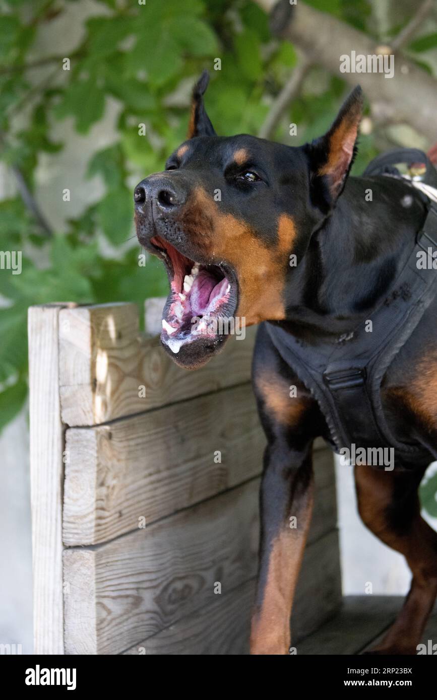 Il cane aggressivo e arrabbiato Doberman Pinscher afferra i vestiti del criminale. Formazione per l'assistenza. Morde i vestiti. Denti malvagi, Doberman Pinscher grin. La rabbia attacca il male Foto Stock
