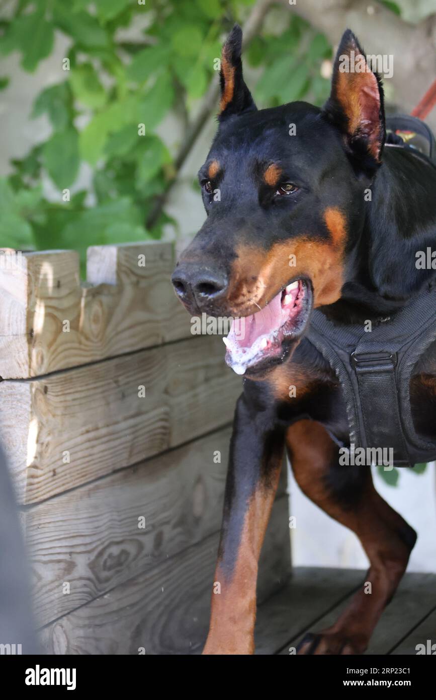 Il cane aggressivo e arrabbiato Doberman Pinscher afferra i vestiti del criminale. Formazione per l'assistenza. Morde i vestiti. Denti malvagi, Doberman Pinscher grin. La rabbia attacca il male Foto Stock