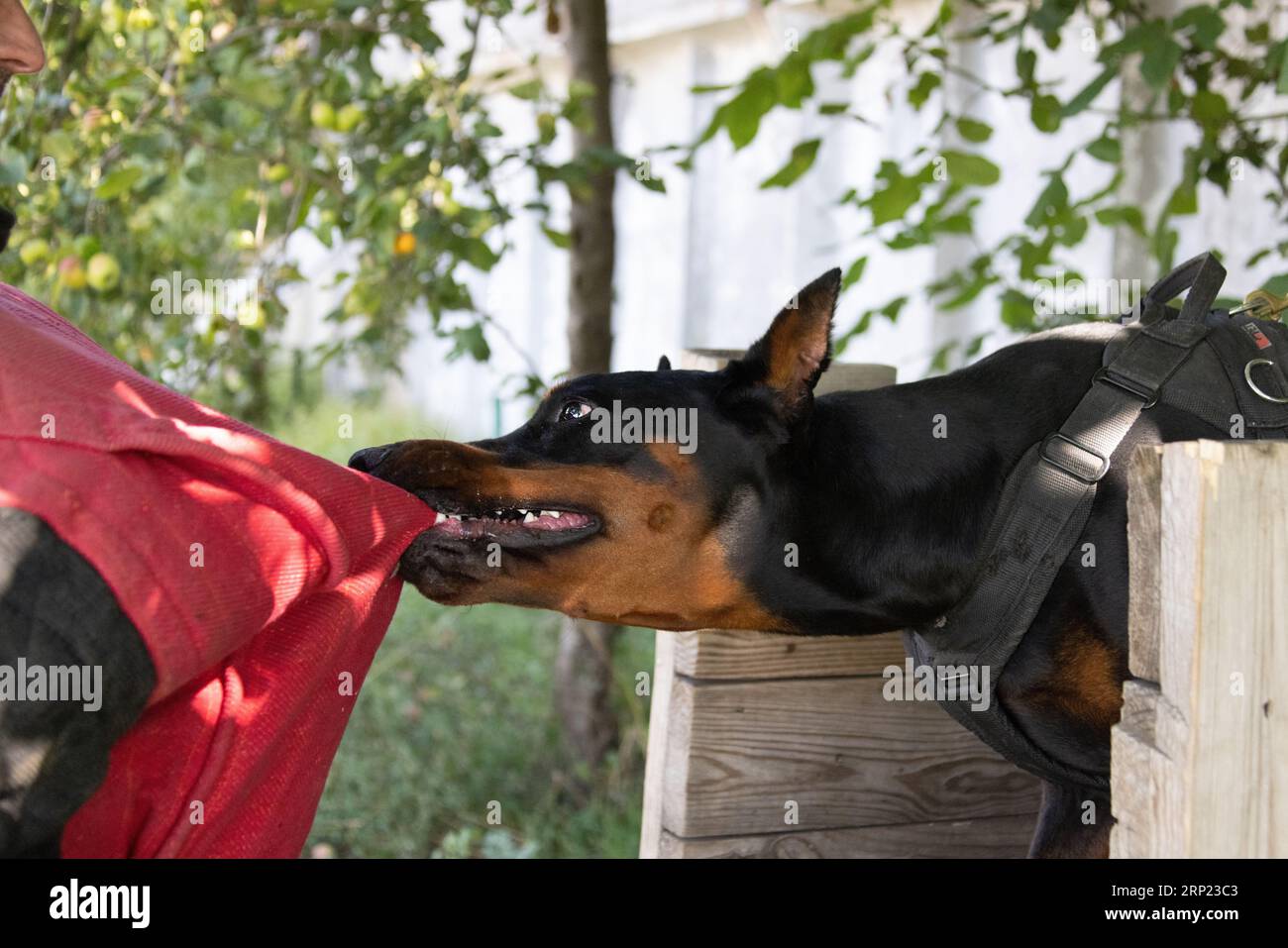 Il cane aggressivo e arrabbiato Doberman Pinscher afferra i vestiti del criminale. Formazione per l'assistenza. Morde i vestiti. Denti malvagi, Doberman Pinscher grin. La rabbia attacca il male Foto Stock