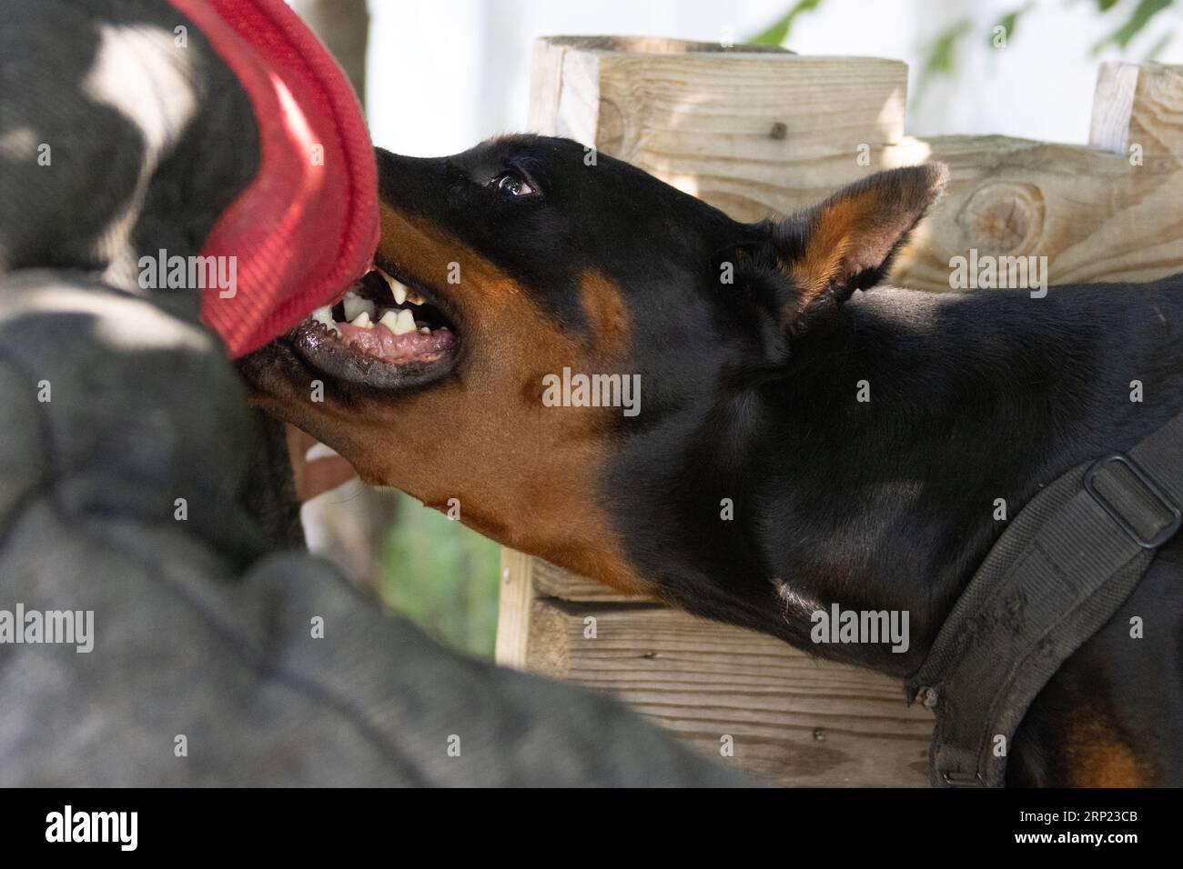 Il cane aggressivo e arrabbiato Doberman Pinscher afferra i vestiti del criminale. Formazione per l'assistenza. Morde i vestiti. Denti malvagi, Doberman Pinscher grin. La rabbia attacca il male Foto Stock