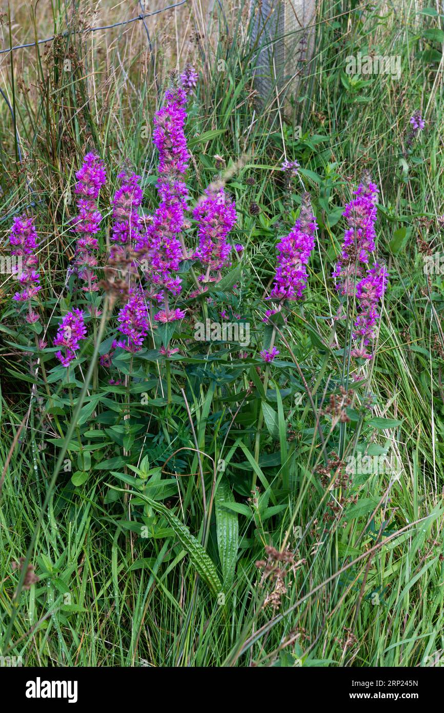 Pianta invasiva Purple Loosestrife, Lythrum salicaria, Lythraceae, Donegal, Irlanda, Europa Foto Stock