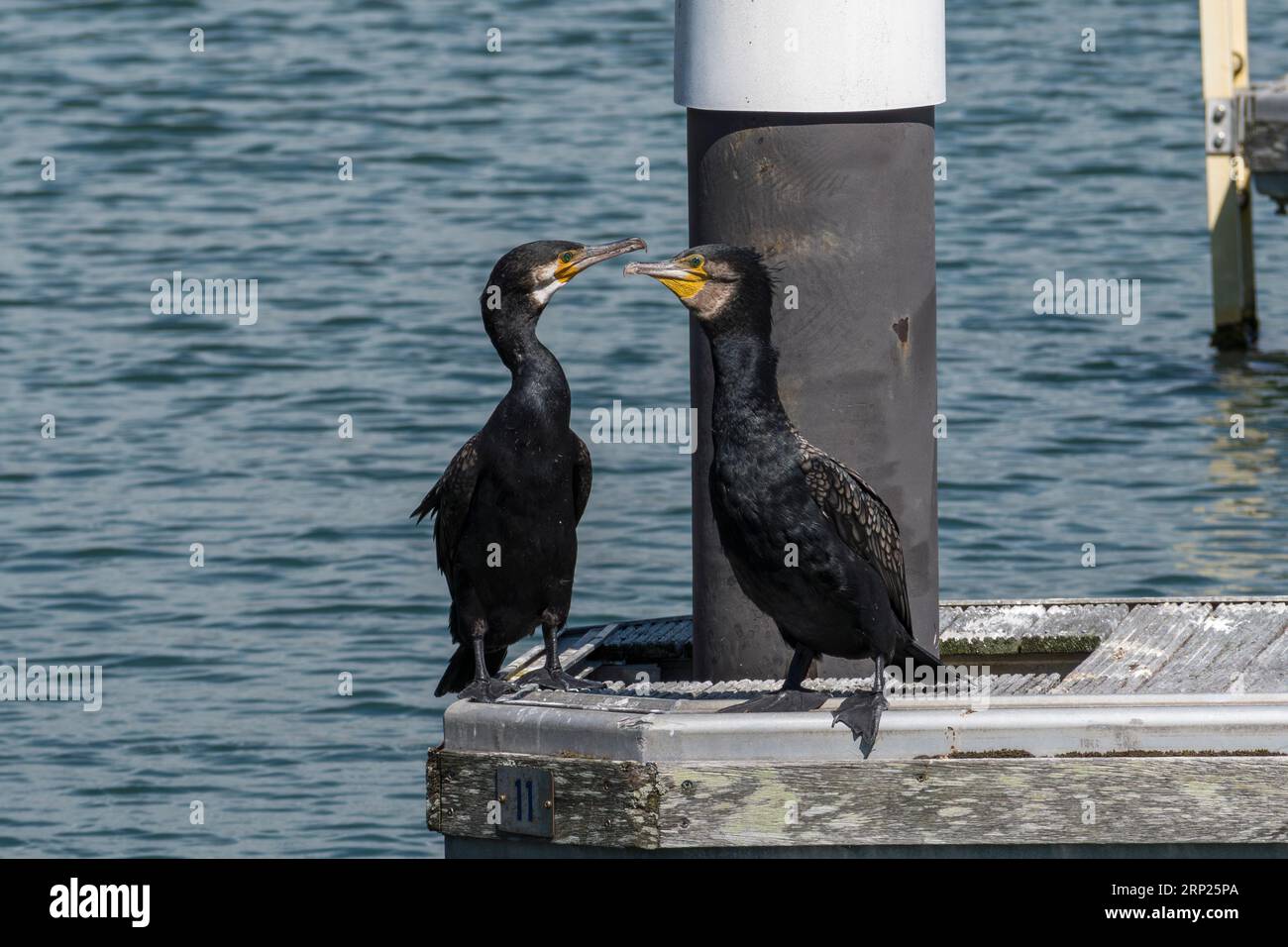 Un paio di grandi cormorani (Phalacrocorax carbo) nel porticciolo di Premier Sovereign Harbour Marina & Boatyard, Eastbourne, East Sussex, Regno Unito. Foto Stock