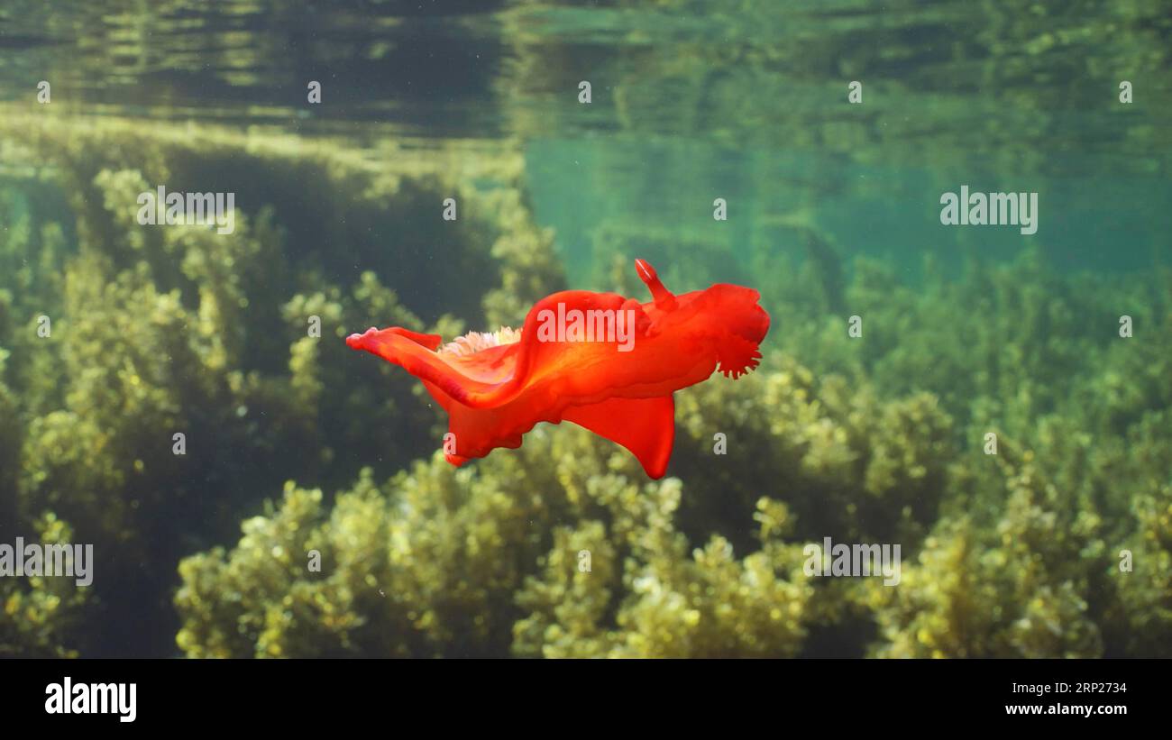 Balli di fango di mare rosso brillante nuotano sopra i boschetti di alghe marine Brown Sargassum. Ballerino spagnolo (Hexabranchus sanguineus) Nudibranch nuota sopra il letto di una spiaggia Foto Stock