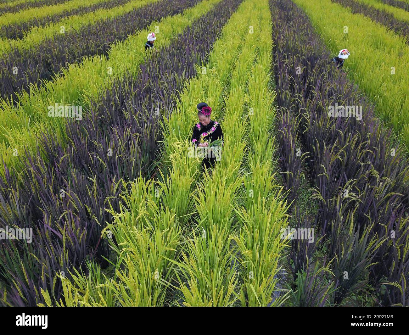 (180823) -- QIANDONGNAN, 23 agosto 2018 -- foto aerea scattata il 23 agosto 2018 mostra gli abitanti del villaggio che lavorano nei campi nel villaggio di Yangfang della Taipan Township nella contea di Taijiang, nella provincia di Guizhou nella Cina sud-occidentale. Giovedì segna il Chushu dei termini solari. L'estate rovente passerà dopo questo giorno. ) Yxb) CINA-FINE DELL'AGRICOLTURA ESTIVA(CN) CaixXingwen PUBLICATIONxNOTxINxCHN Foto Stock