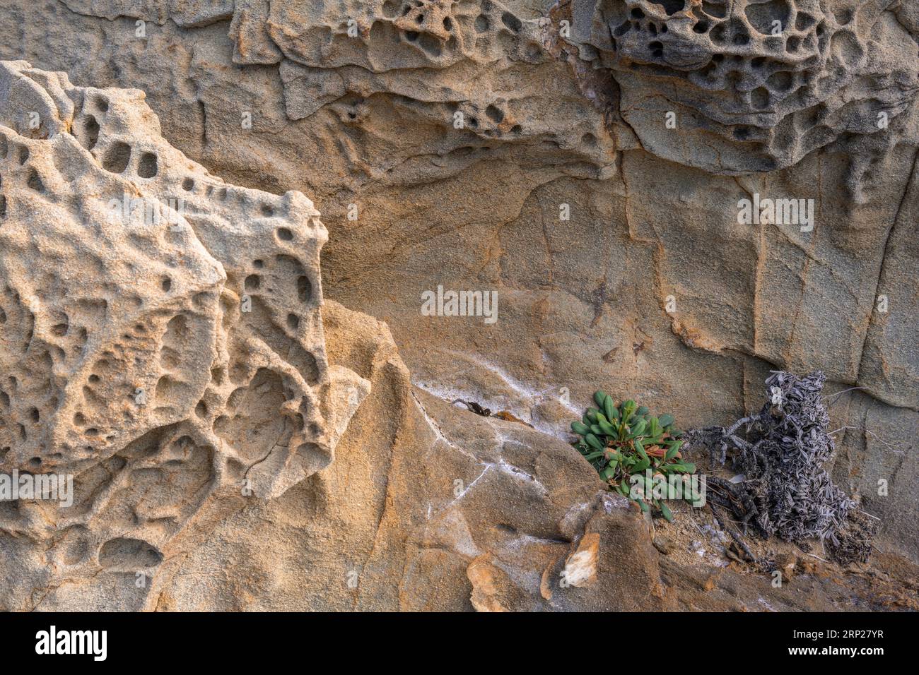 Bizzarre formazioni rocciose e piante nella Buca delle fate, Populonia, Piombino, provincia di Livorno, Italia Foto Stock