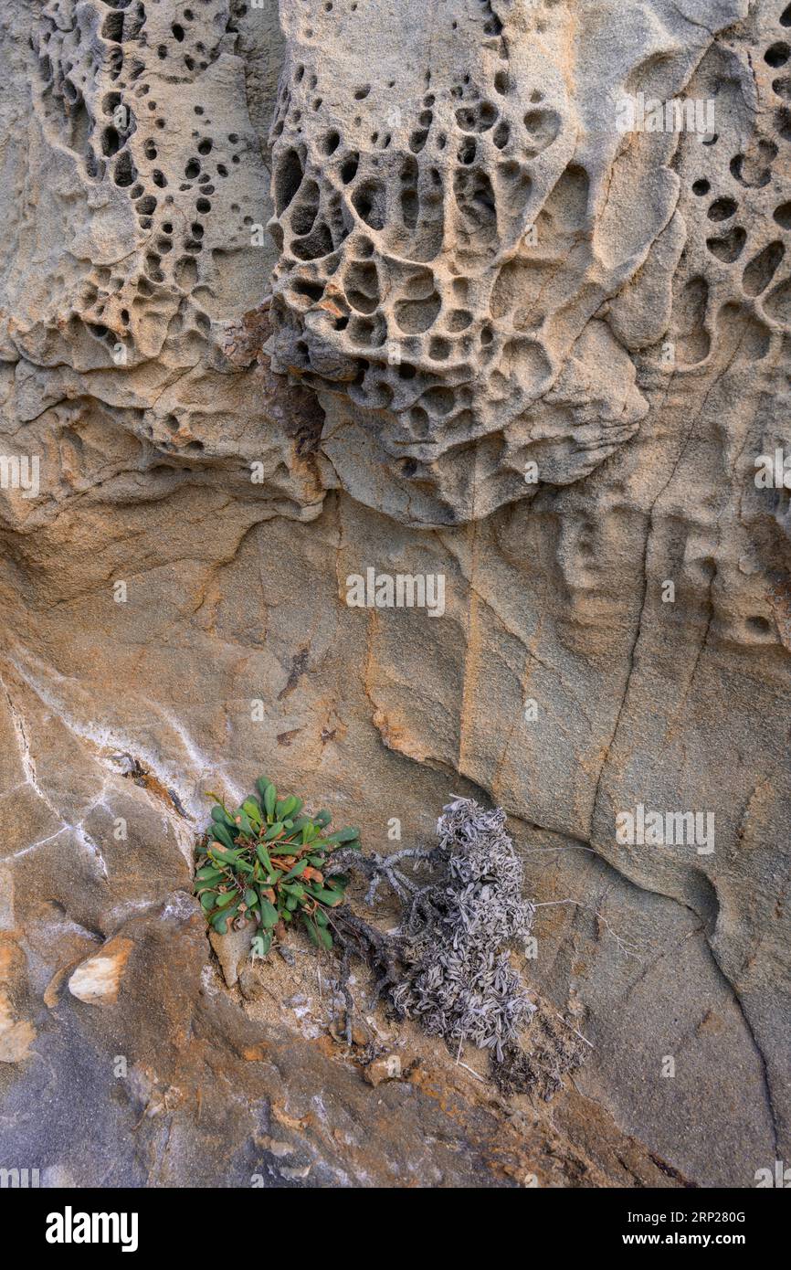 Bizzarre formazioni rocciose e piante nella Buca delle fate, Populonia, Piombino, provincia di Livorno, Italia Foto Stock