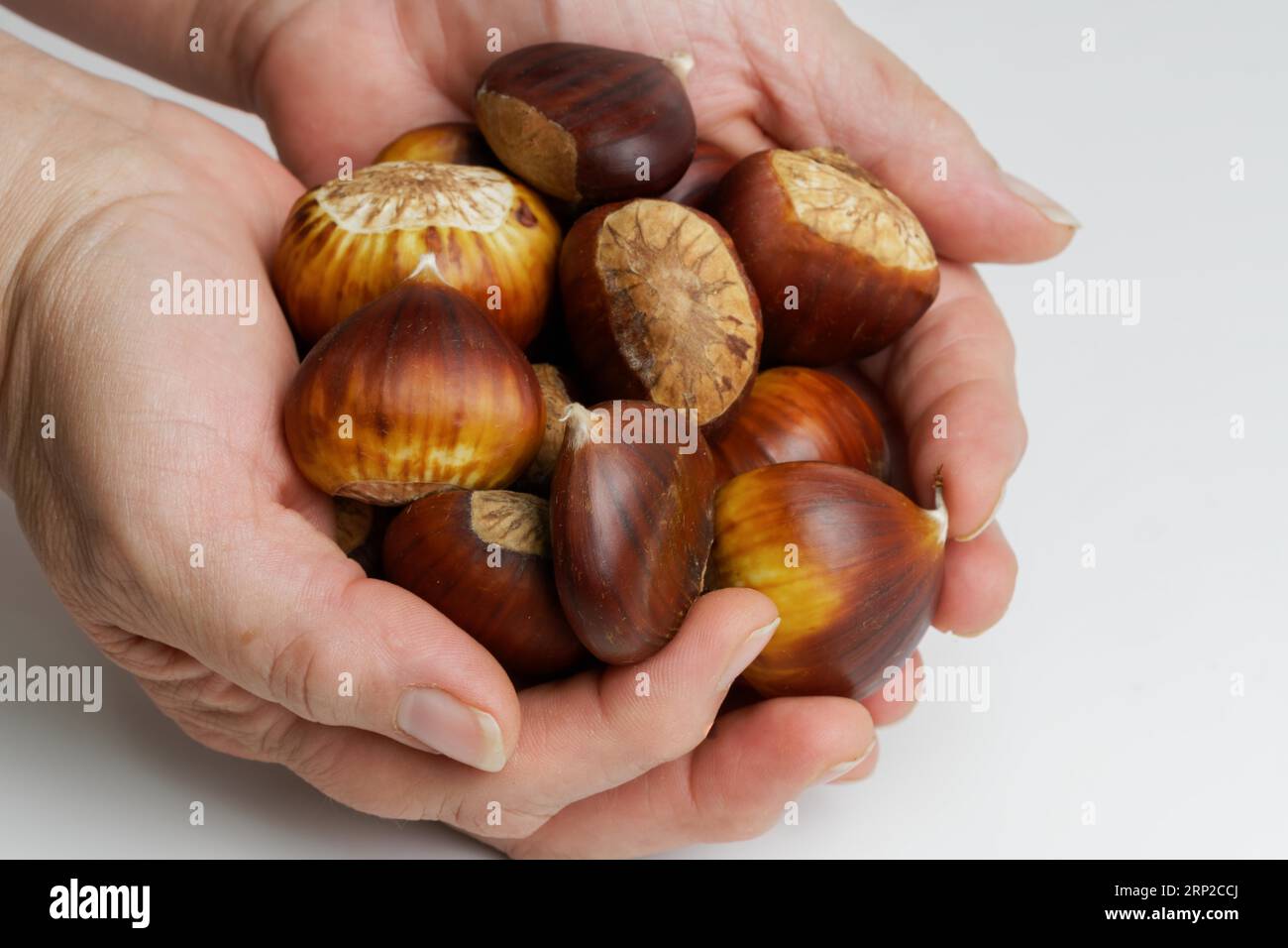 Donna che tiene tra le mani le castagne selvatiche raccolte nel campo su sfondo bianco Foto Stock
