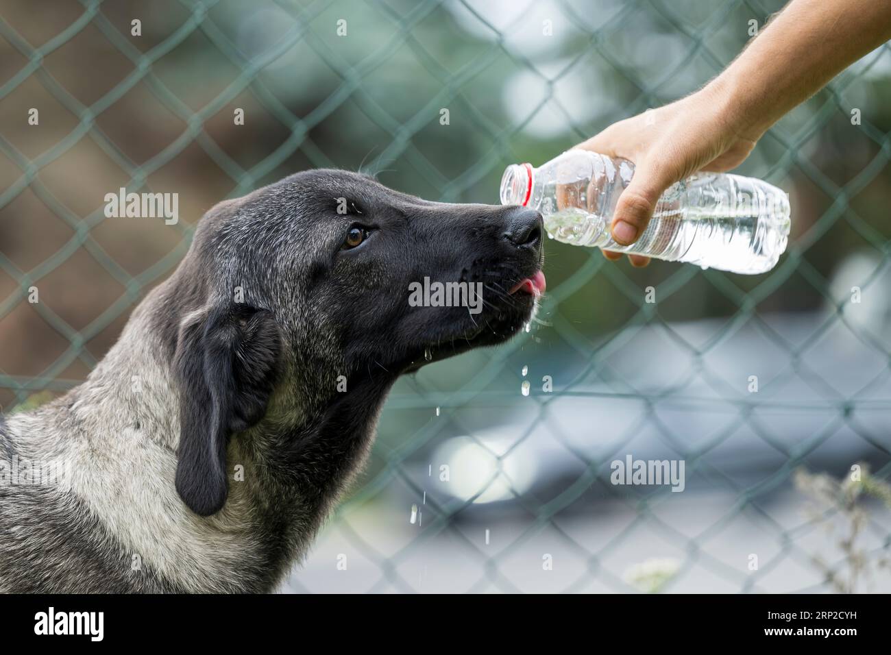 Un cane pastore turco beve acqua da una bottiglia. Foto Stock