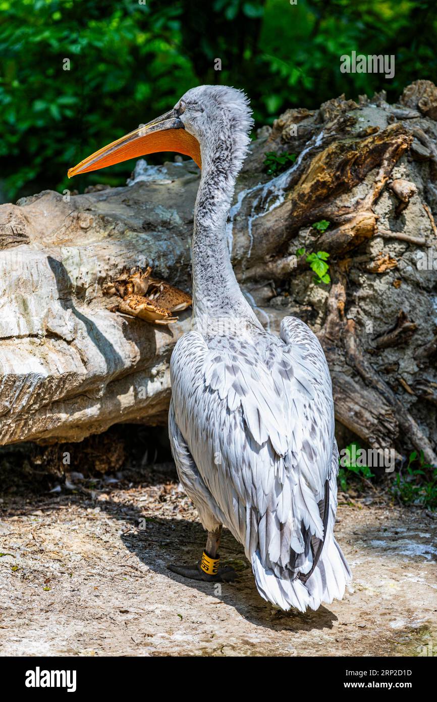 Zoo Pelican (Pelecanus), prigioniero, Schoenbrunn, Vienna, Austria Foto Stock