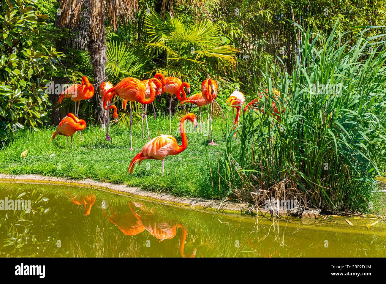 Zoo dei fenicotteri americani (Phoenicopterus ruber), Captive, Schoenbrunn, Vienna, Austria Foto Stock