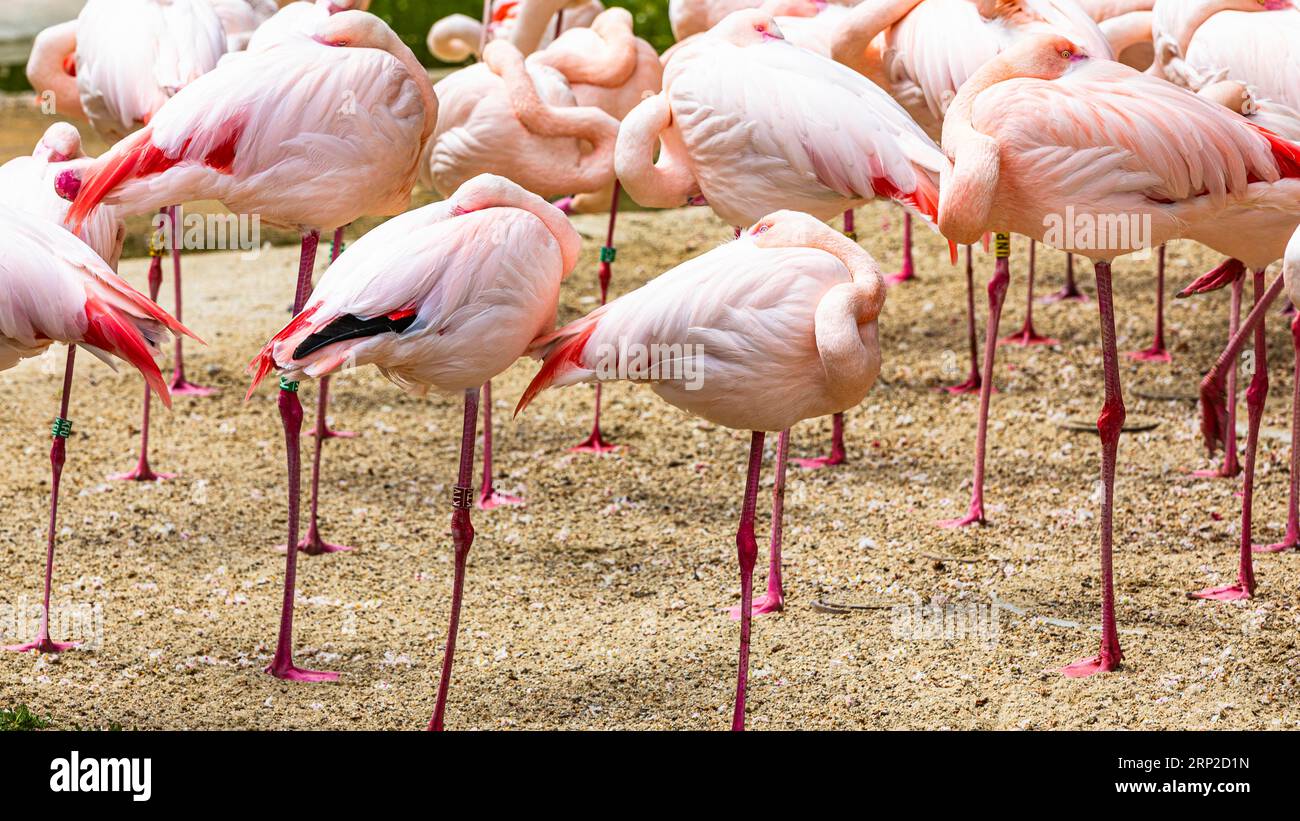 fenicottero rosa (Phoenicopterus roseus) nello zoo, prigioniero, Schoenbrunn, Vienna, Austria Foto Stock