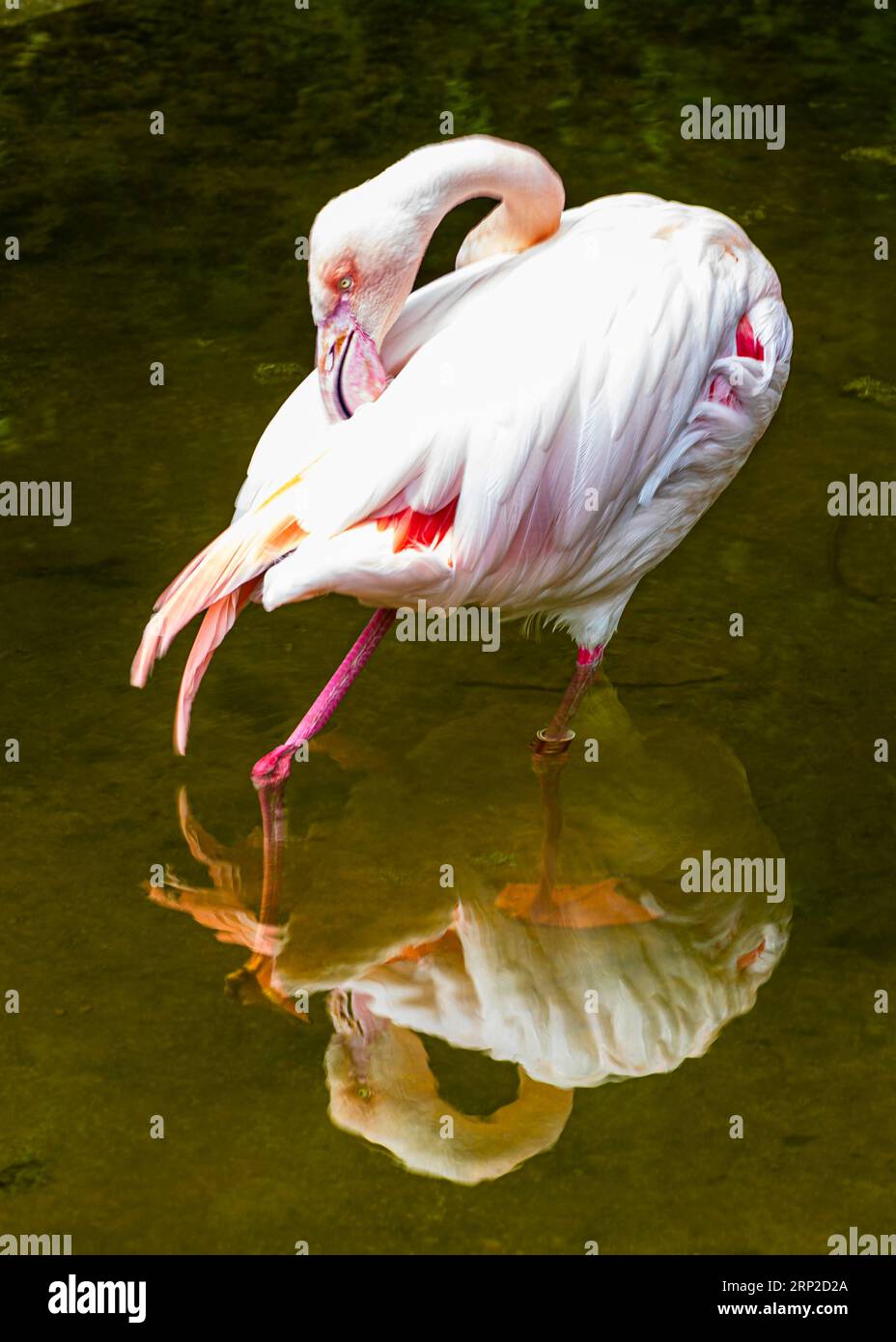 fenicottero rosa (Phoenicopterus roseus) nello zoo, prigioniero, Schoenbrunn, Vienna, Austria Foto Stock