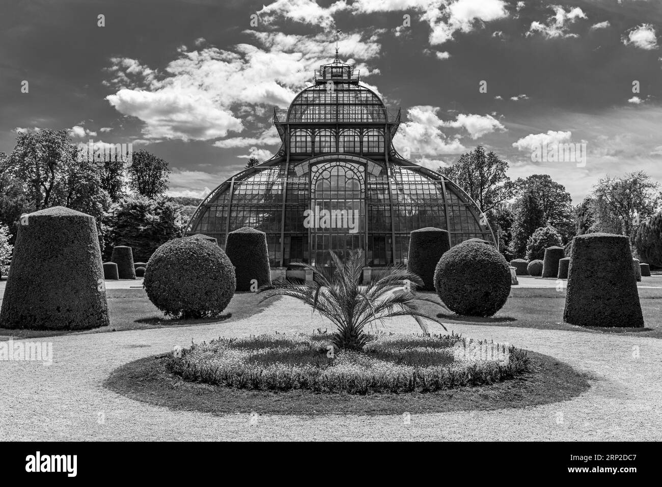 Cespugli trapezoidali e sferici (Buxus sempervirens), dietro la palma, fotografia in bianco e nero, Parco del Palazzo di Schoenbrunn, Vienna Foto Stock