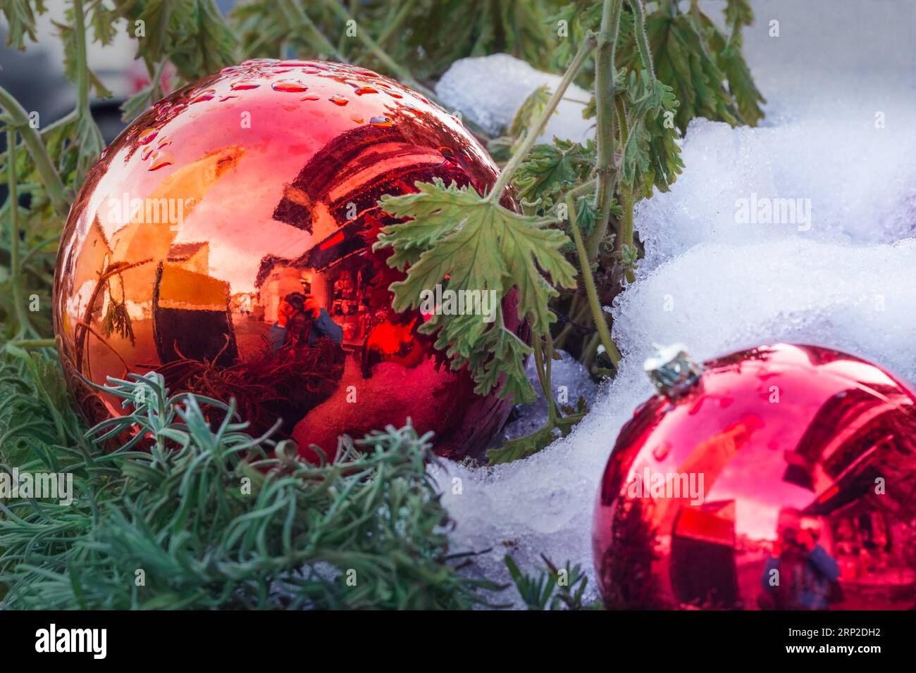 Palline di Natale rosse, piante verdi nella neve. Bel riflesso del fotografo, della chiesa e della strada in baubles. Composizione natalizia originale. Foto Stock