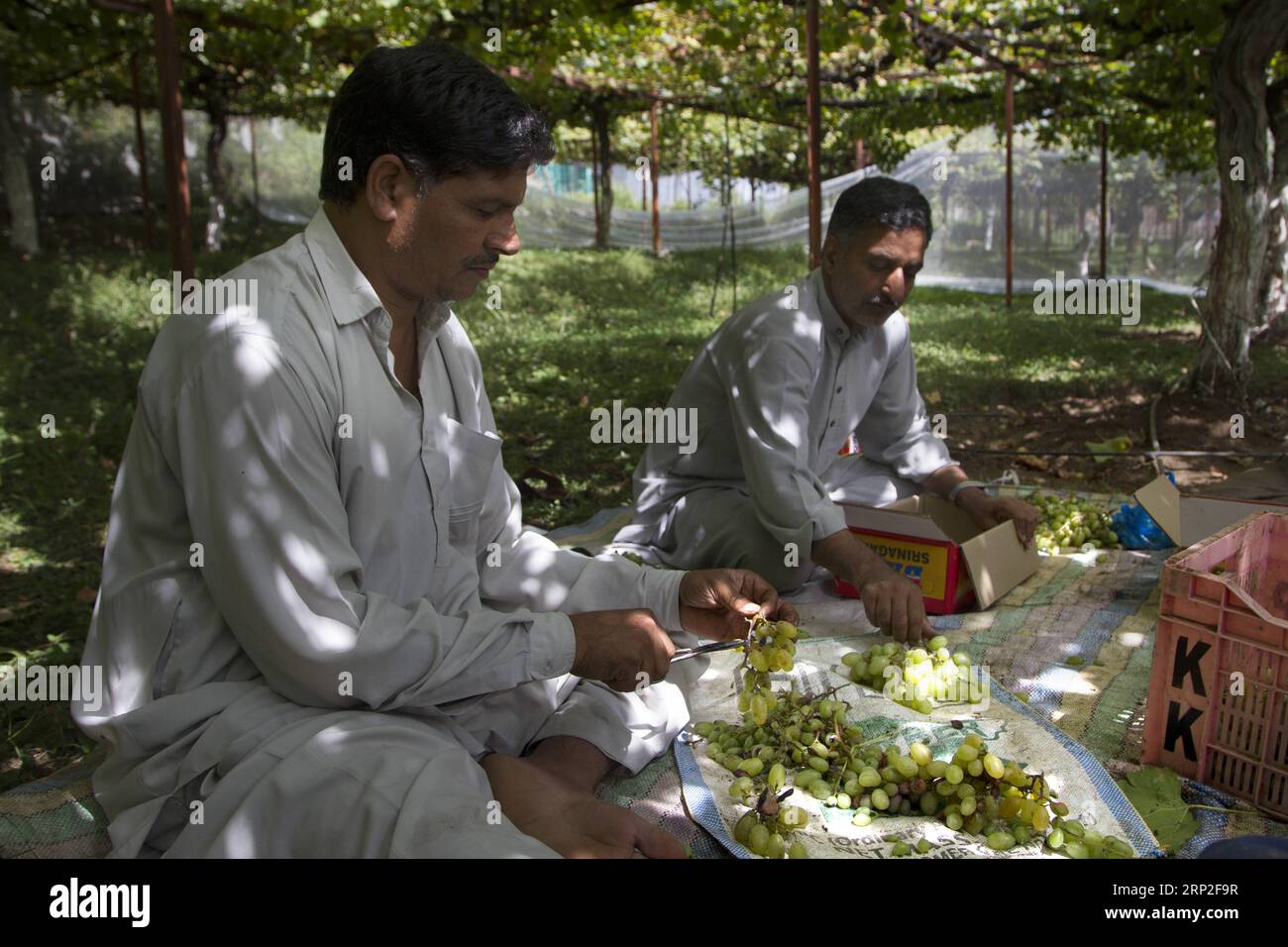 (180902) -- SRINAGAR, 2 settembre 2018 -- gli agricoltori raccolgono uve in un campo durante la stagione della vendemmia in un villaggio nel distretto di Ganderbal, a circa 35 km da Srinagar, la capitale estiva del Kashmir controllato dagli indiani, 2 settembre 2018. ) yg) KASHMIR-SRINAGAR-VENDEMMIA JavedxDar PUBLICATIONxNOTxINxCHN Foto Stock