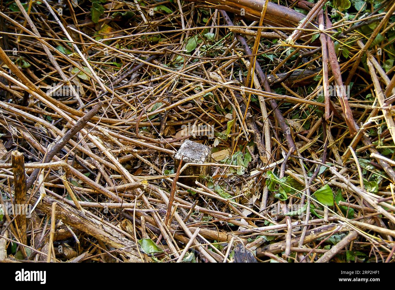 Il perno di confine in legno di Surveyor tra i detriti del pavimento della foresta nella foresta pluviale subtropicale di pianura nel Queensland, Australia. Come un ago in un pagliaio. Foto Stock