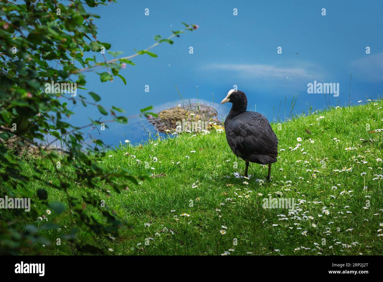 Eurasian folaga (fulica atra) Foto Stock