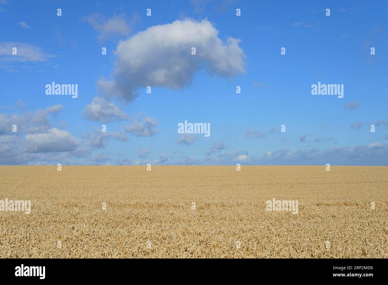 Formazione di nubi, nubi basse (cumulus) su un campo di coltura, cielo blu, Renania settentrionale-Vestfalia, Germania Foto Stock