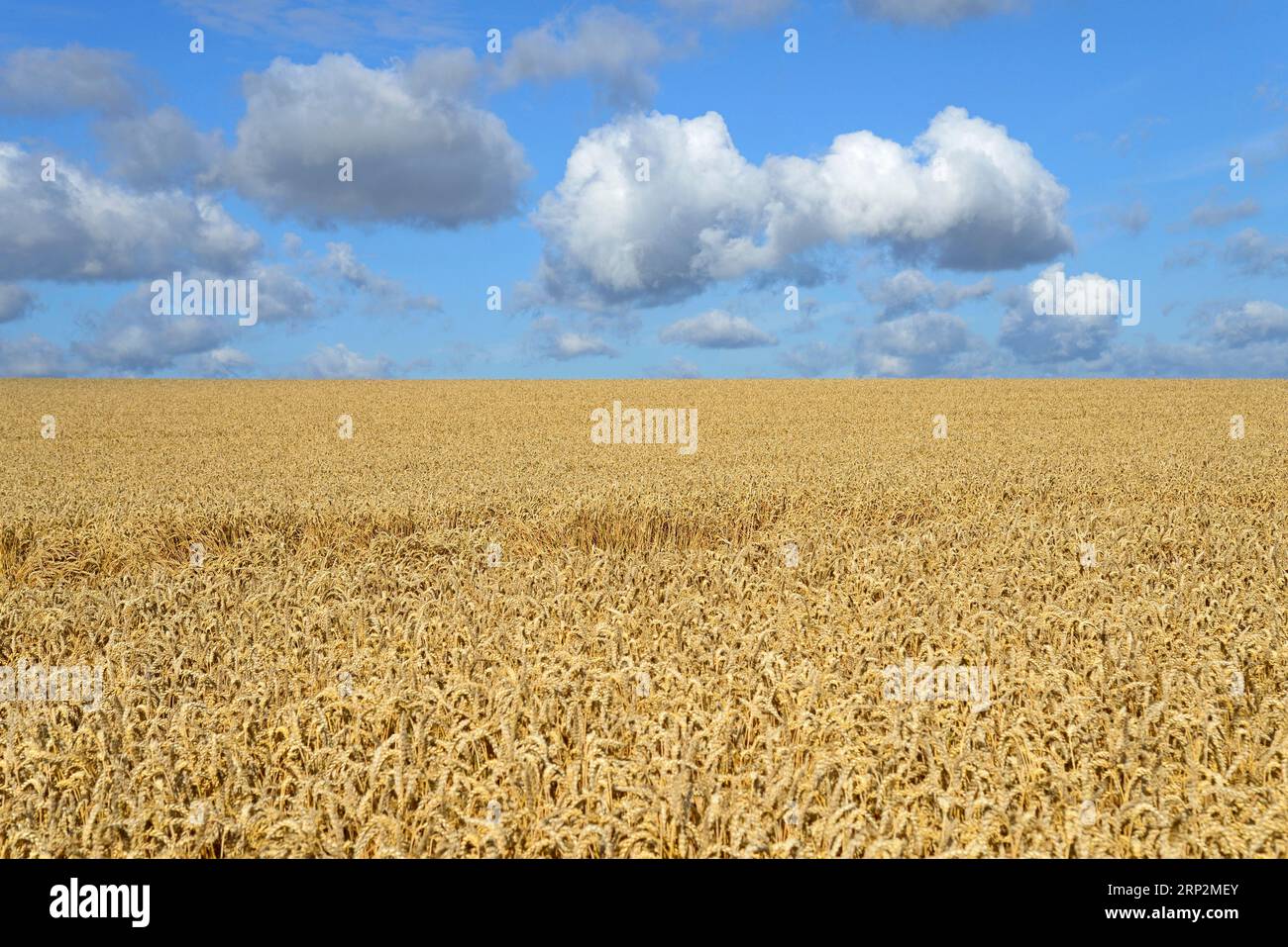 Formazione di nubi, nubi basse (cumulus) su un campo di coltura, cielo blu, Renania settentrionale-Vestfalia, Germania Foto Stock