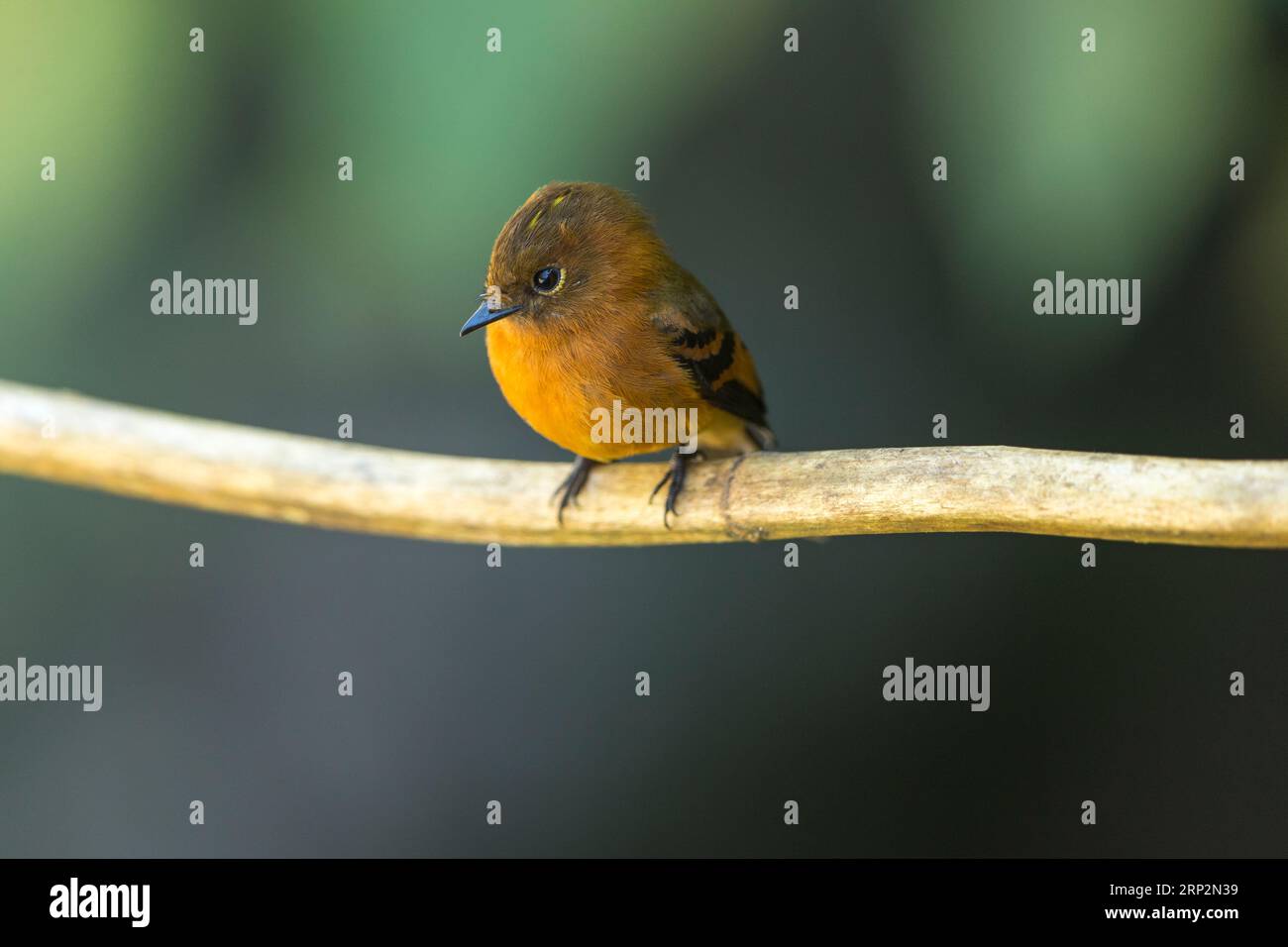 Pyrrrhomyias cinnamomeus, adulto arroccato sul ramo, Machu Picchu, Perù, maggio Foto Stock