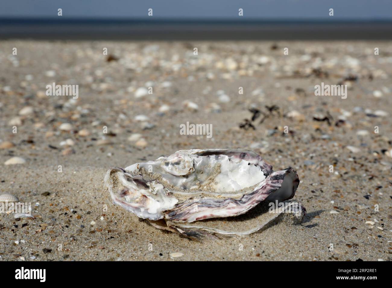 Guscio dell'ostrica del Pacifico (Magallana gigas) (Syn.: Crassostrea gigas), Minsener Oog, bassa Sassonia, Germania Foto Stock