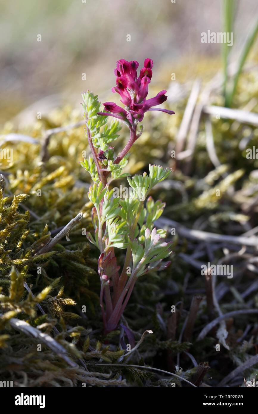 Fumettistica comune (Fumaria officinalis), pianta intera con fiore, Minsener Oog, bassa Sassonia, Germania Foto Stock