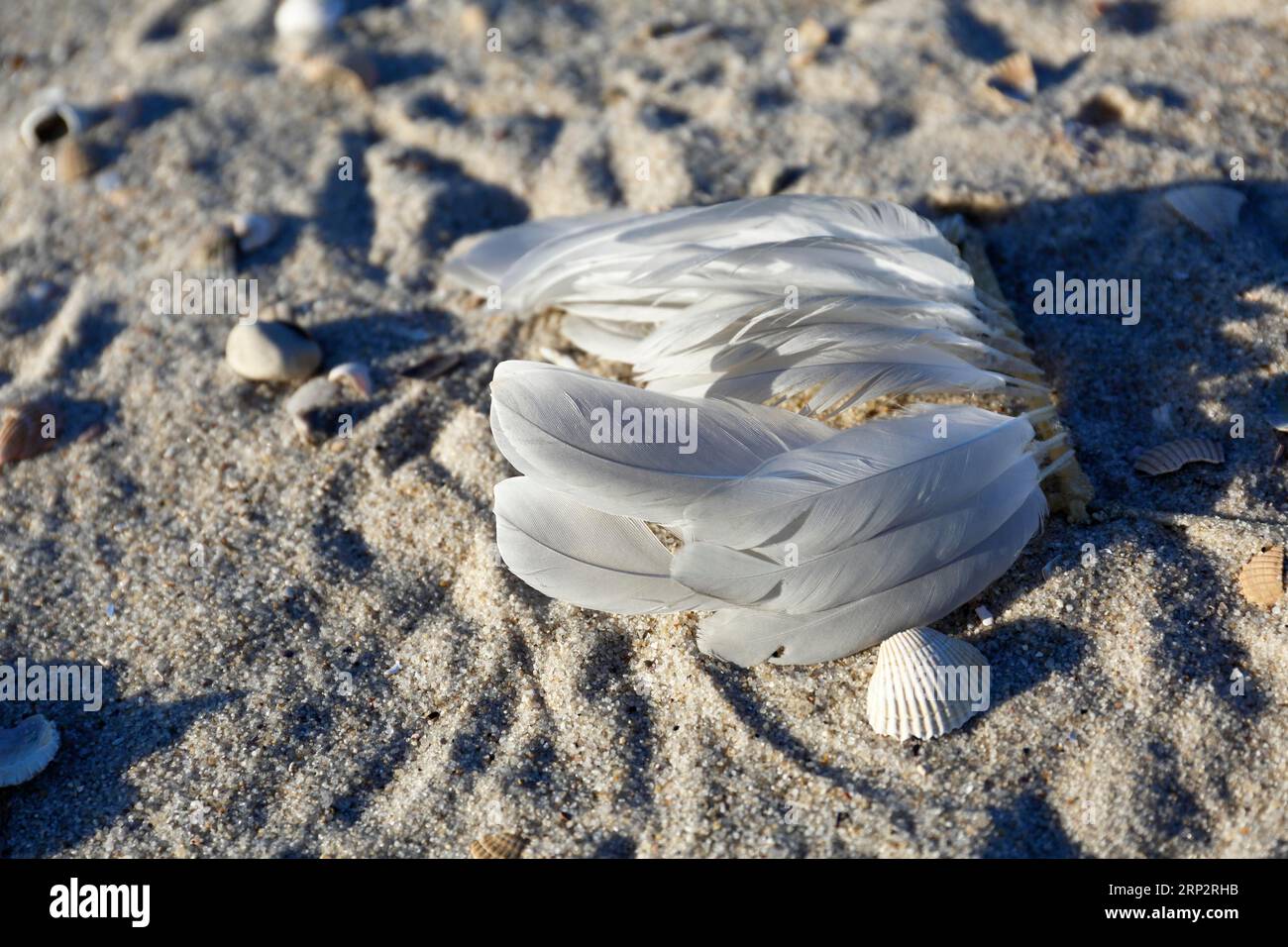 Piume d'uccello sulla spiaggia, Minsener Oog, bassa Sassonia, Germania Foto Stock