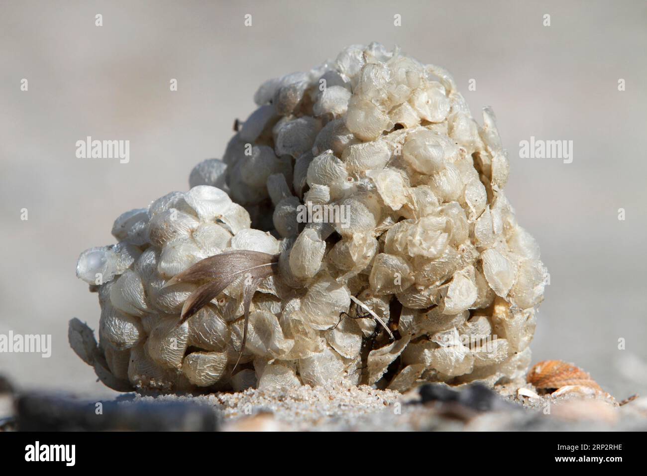 Palle di uova del Buccinum undatum, Minsener Oog, bassa Sassonia, Germania Foto Stock