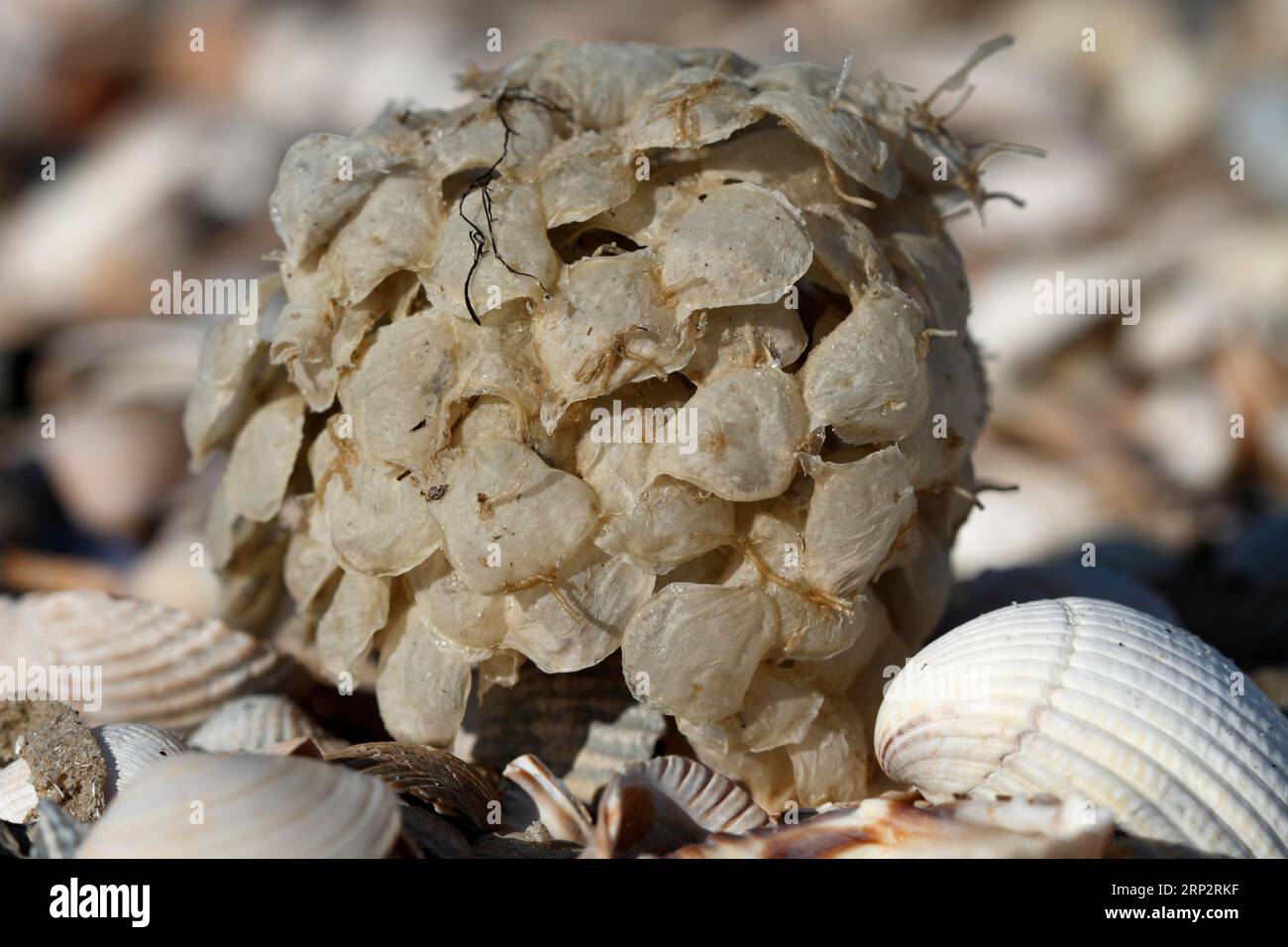 Palle di uova del Buccinum undatum, Minsener Oog, bassa Sassonia, Germania Foto Stock