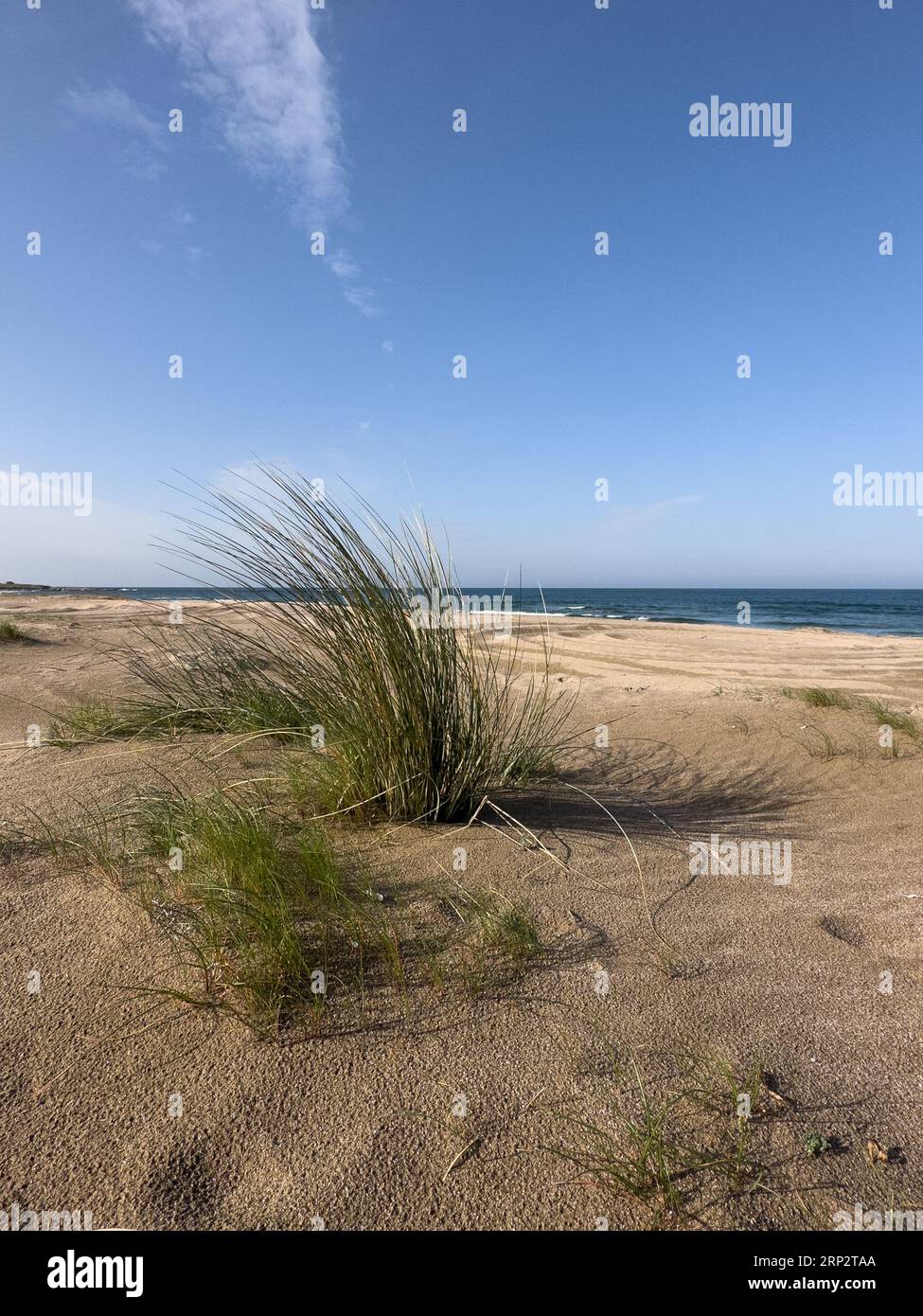 Le piante da spiaggia soffiano nel vento. Foto Stock